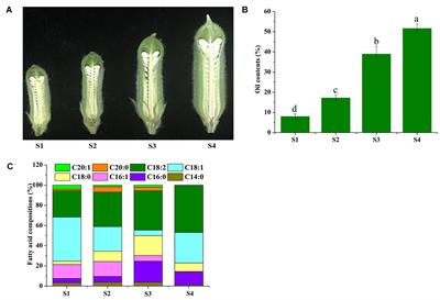 Integration of miRNAs, Degradome, and Transcriptome Omics Uncovers a Complex Regulatory Network and Provides Insights Into Lipid and Fatty Acid Synthesis During Sesame Seed Development